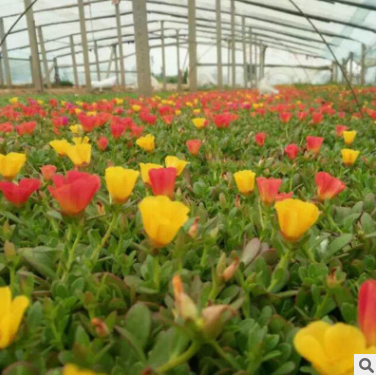 半枝蓮圖片/半枝蓮樣板圖 (4)