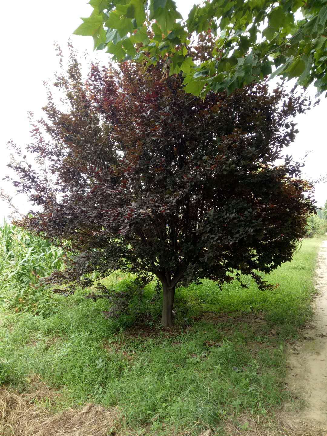 紅葉李圖片/紅葉李樣板圖 (1)