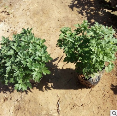 國慶菊綠植盆栽圖片/國慶菊綠植盆栽樣板圖 (3)