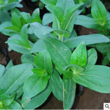 紅花草圖片/紅花草樣板圖 (2)