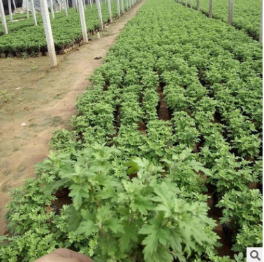 國慶菊綠植盆栽   國慶菊綠植盆栽報(bào)價(jià)  國慶菊綠植盆栽批發(fā)  國慶菊綠植盆栽供應(yīng)商  國慶菊綠植盆栽生產(chǎn)廠家