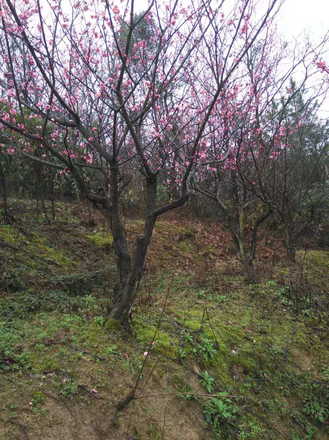 紅梅圖片/紅梅樣板圖 (2)