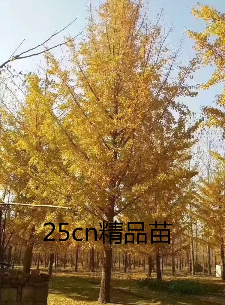 銀杏小苗圖片/銀杏小苗樣板圖 (4)
