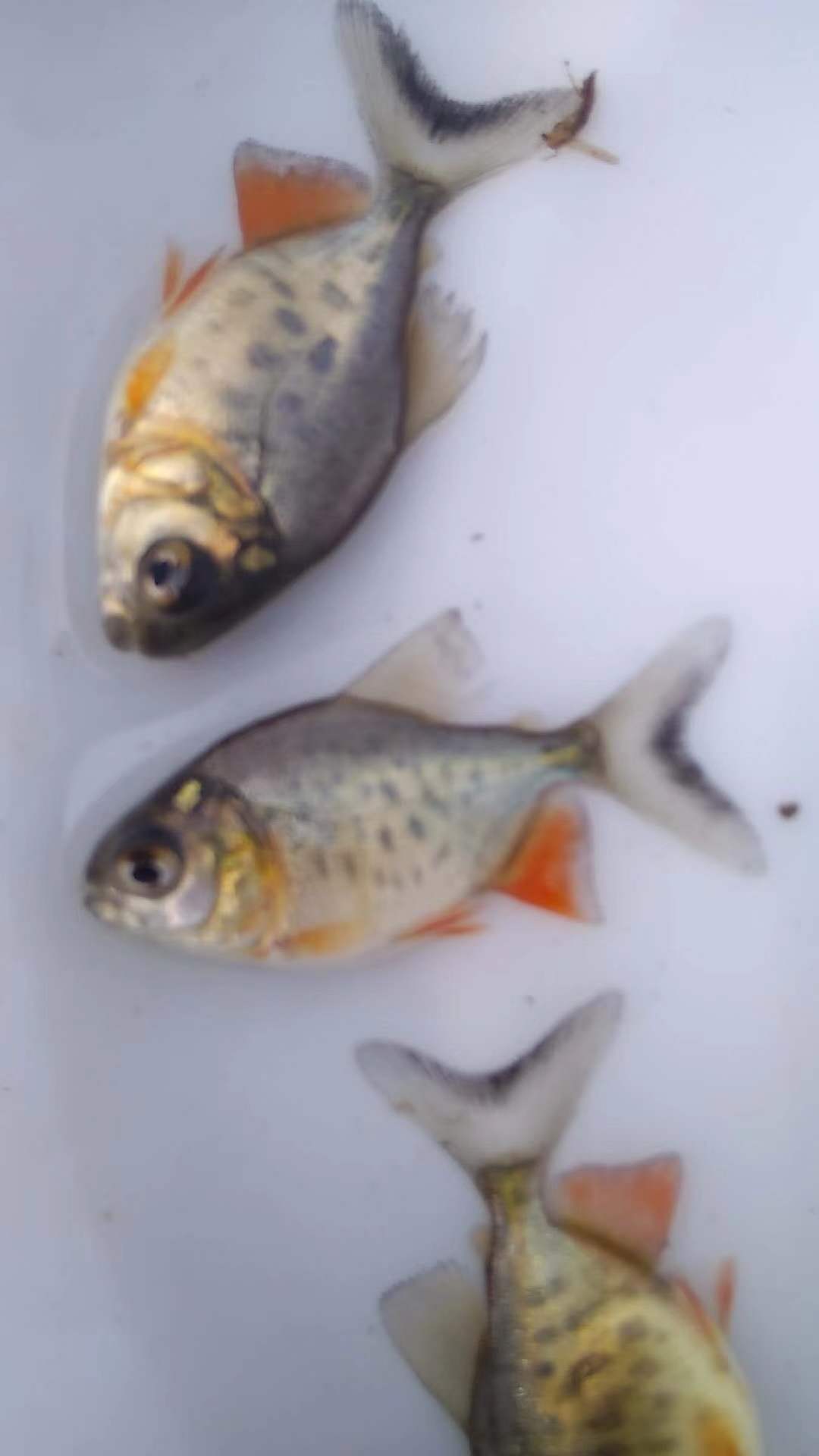 鯧魚的種類圖片/鯧魚的種類樣板圖 (3)