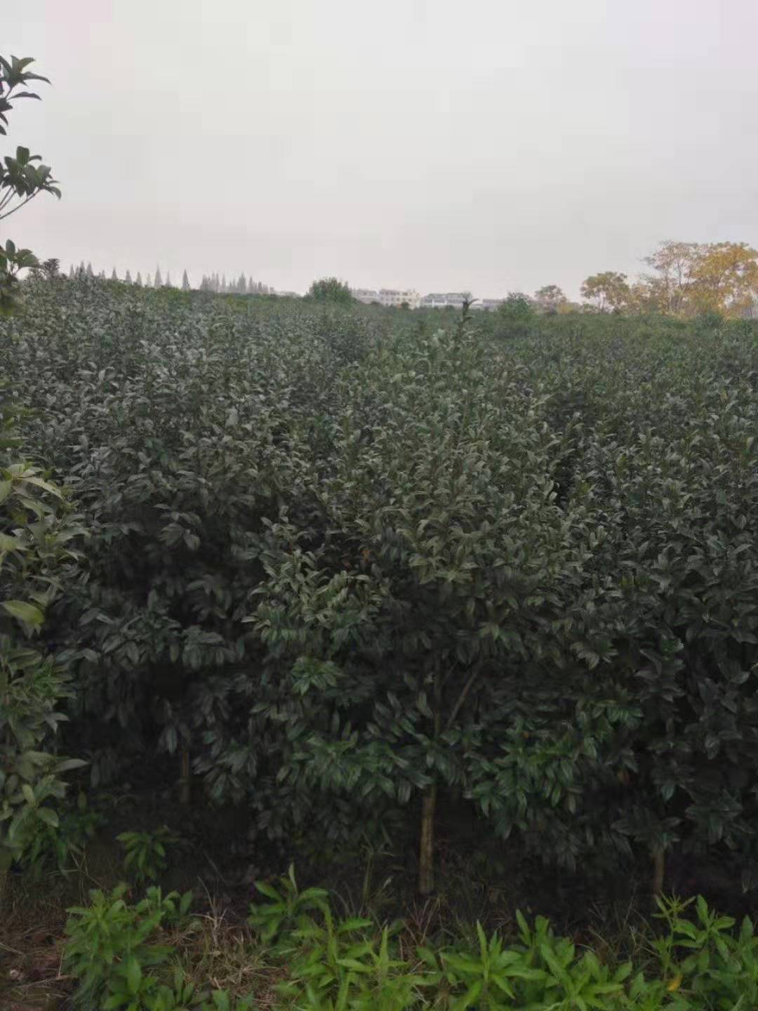 紫花含笑圖片/紫花含笑樣板圖 (3)