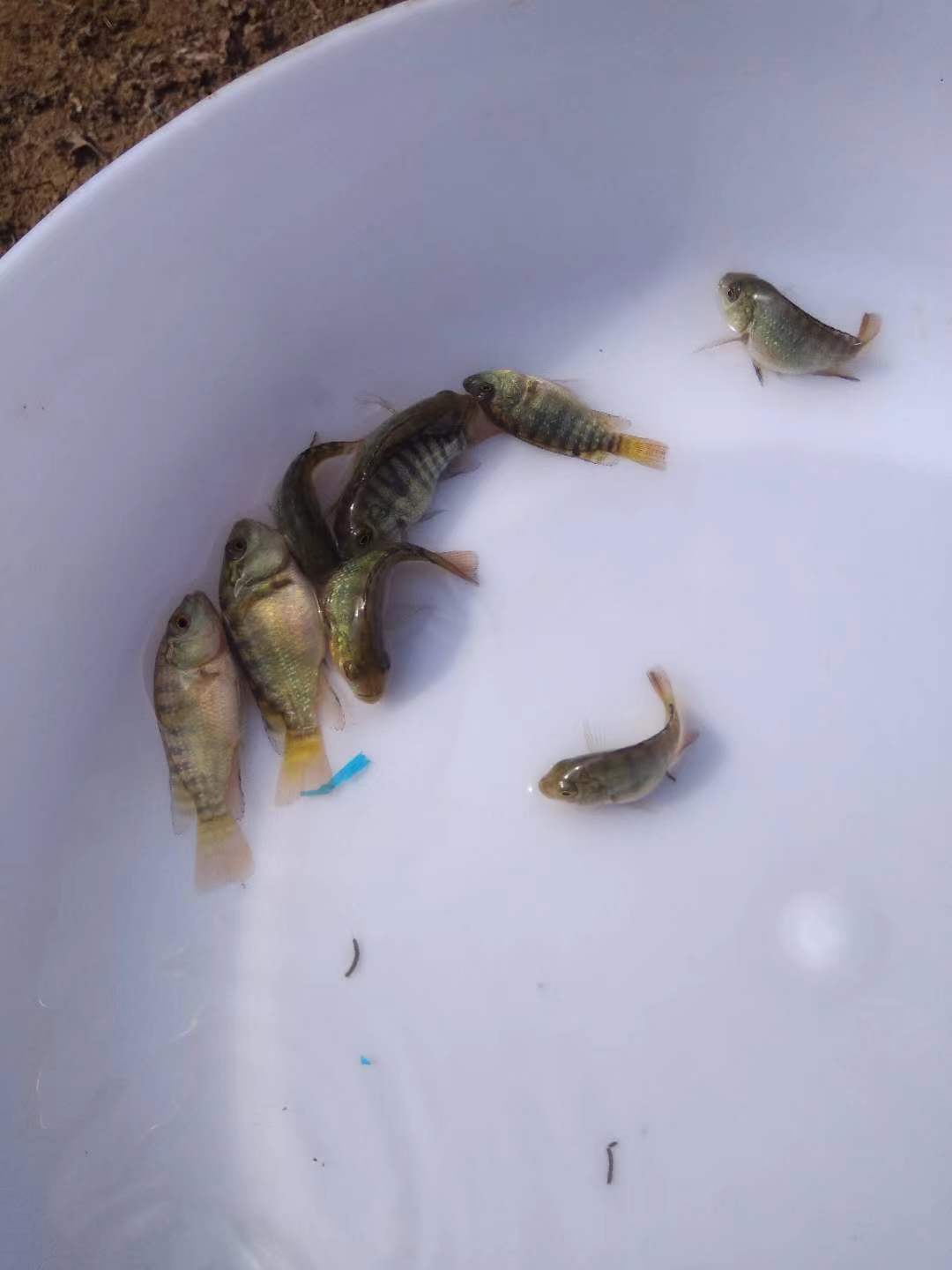 羅非病防經(jīng)驗圖片/羅非病防經(jīng)驗樣板圖 (2)