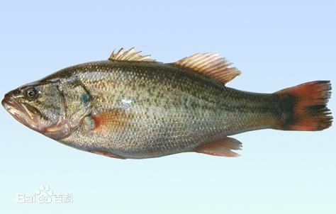 加洲盧魚(yú)魚(yú)苗圖片/加洲盧魚(yú)魚(yú)苗樣板圖 (4)