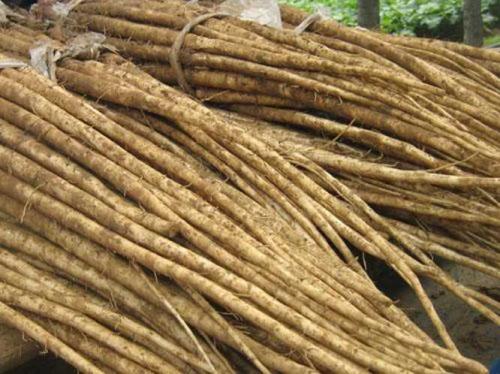 牛蒡圖片/牛蒡樣板圖 (2)