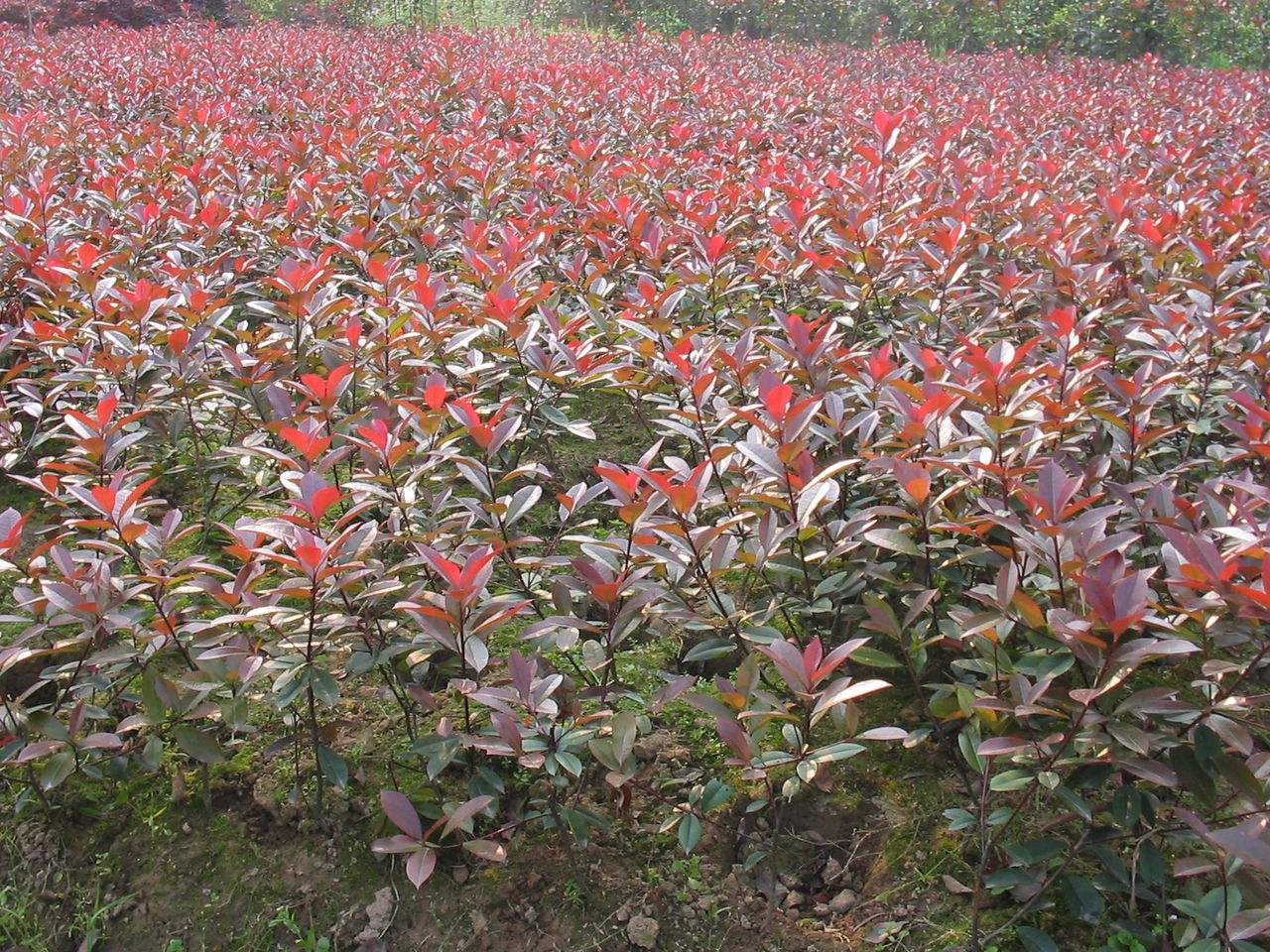 紅葉石楠圖片/紅葉石楠樣板圖 (4)