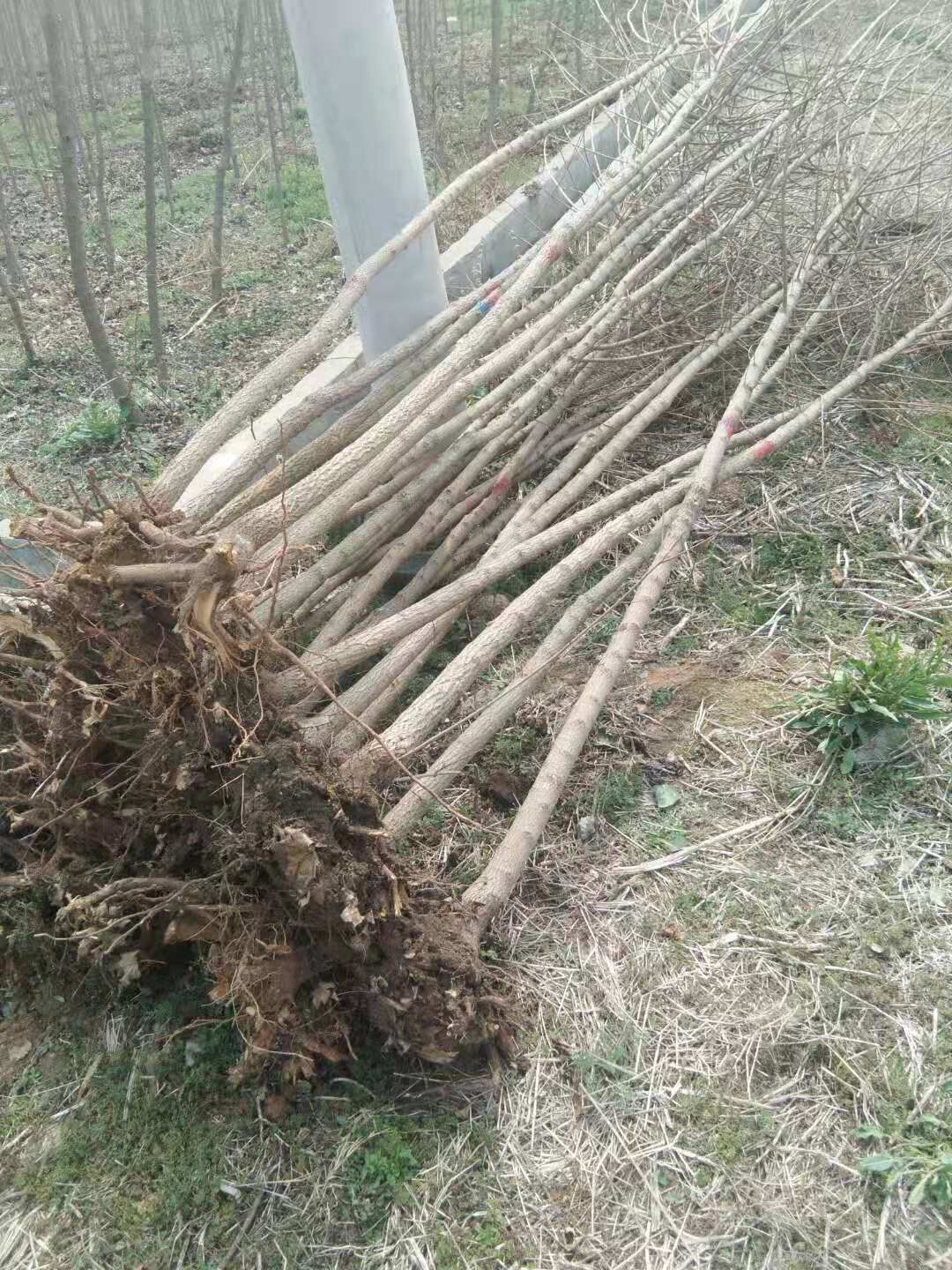 河南南陽圖片/河南南陽樣板圖 (3)