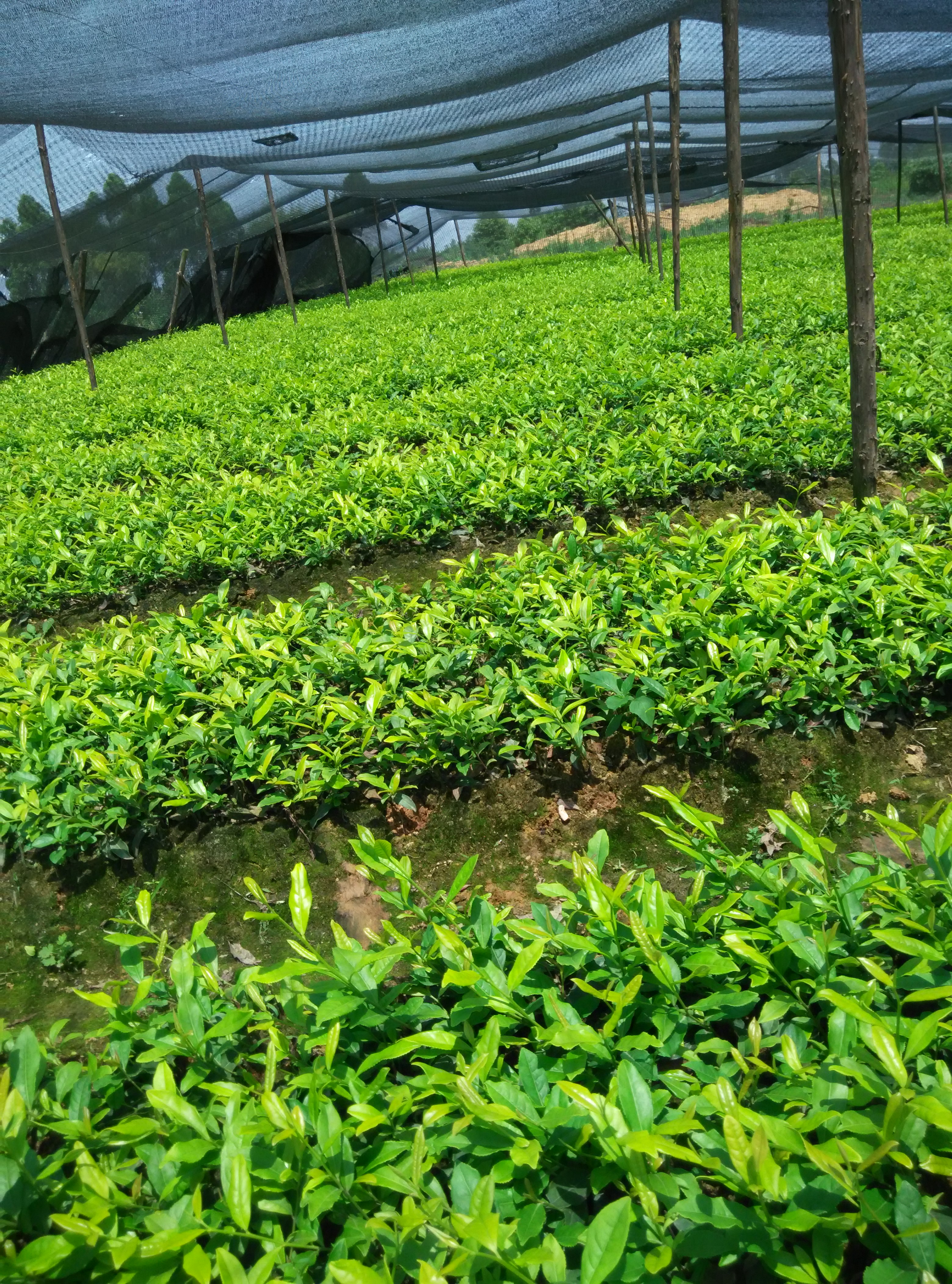 茶苗 4號茶苗圖片