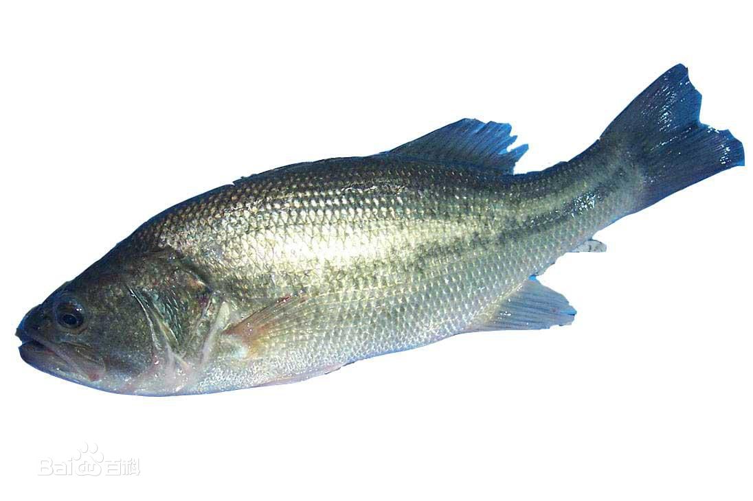 加洲盧魚魚苗養(yǎng)殖技術