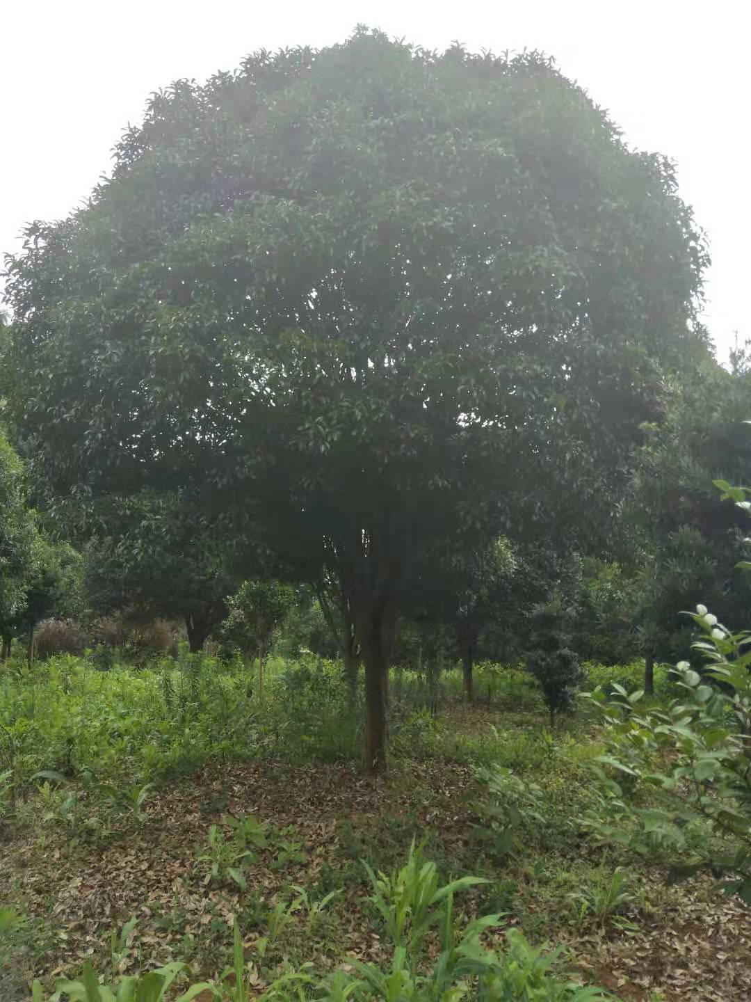 广东桂花树厂家桂花树 桂花树价格 广东桂花树供应商