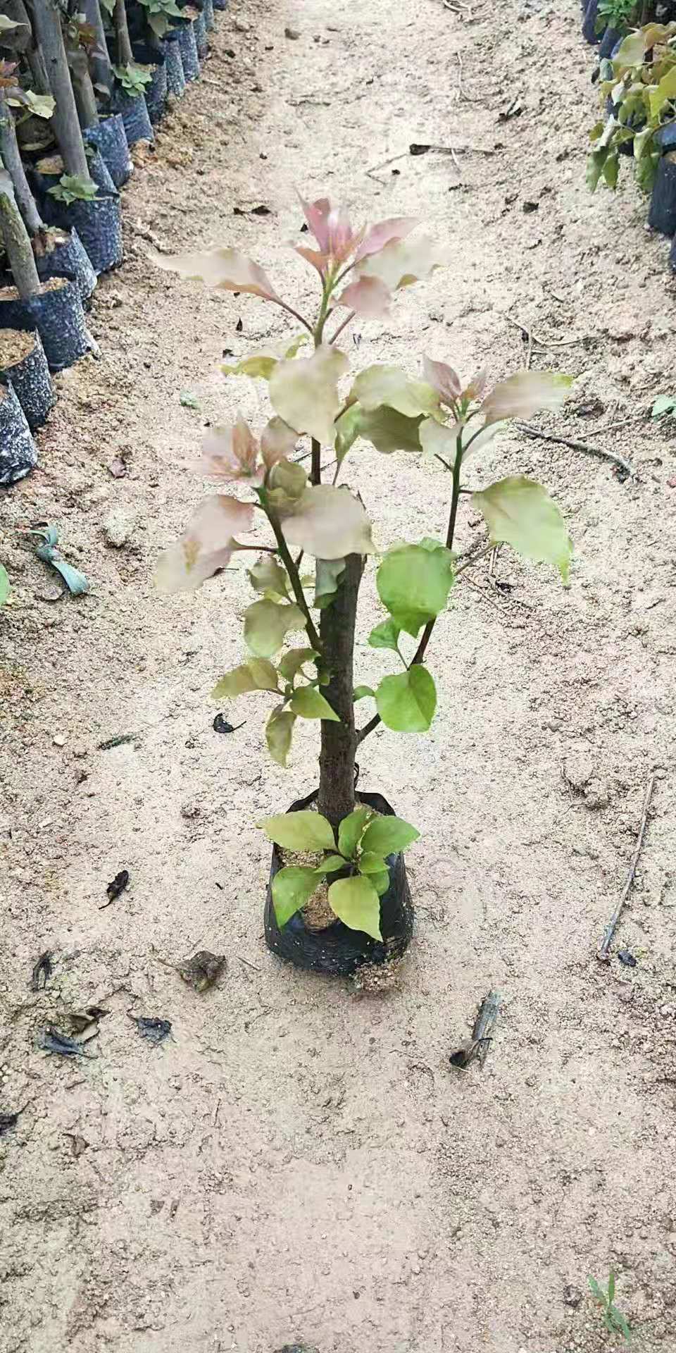 福建紅櫻三角梅小苗基地批發(fā)價(jià)格/多少錢一株