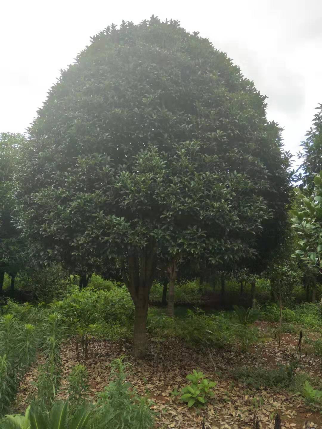 桂花树 桂花树价格 广东桂花树供应商图片