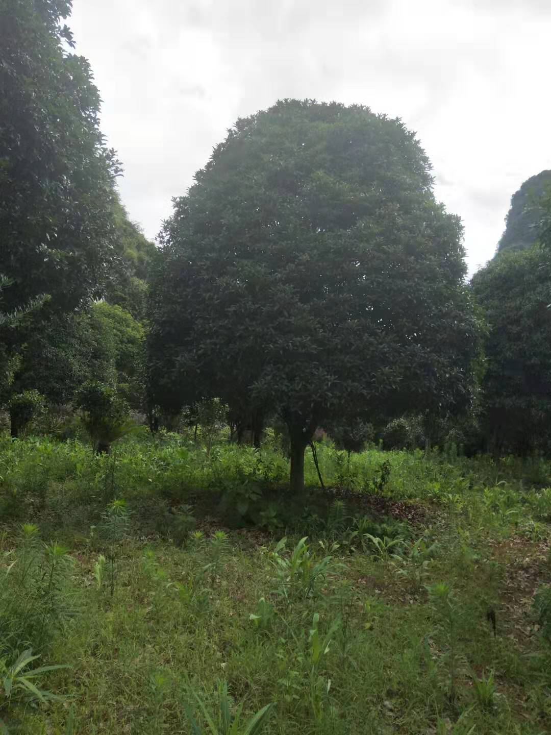 广东桂花树桂花树 桂花树价格 广东桂花树供应商