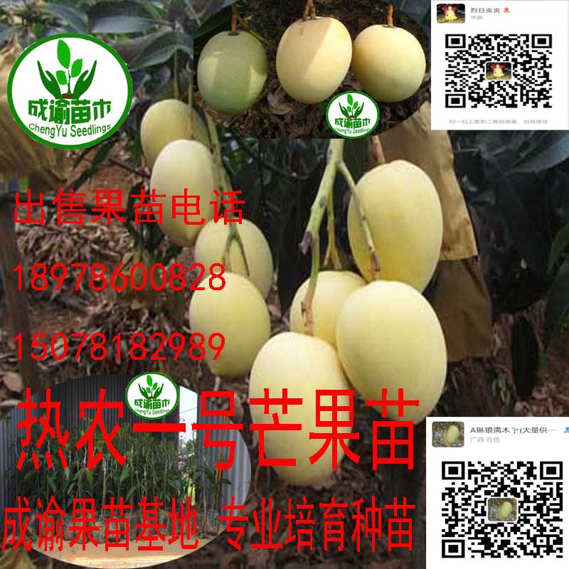 芒果苗圖片/芒果苗樣板圖 (4)