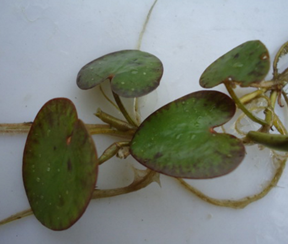 水鱉哪里有圖片/水鱉哪里有樣板圖 (1)