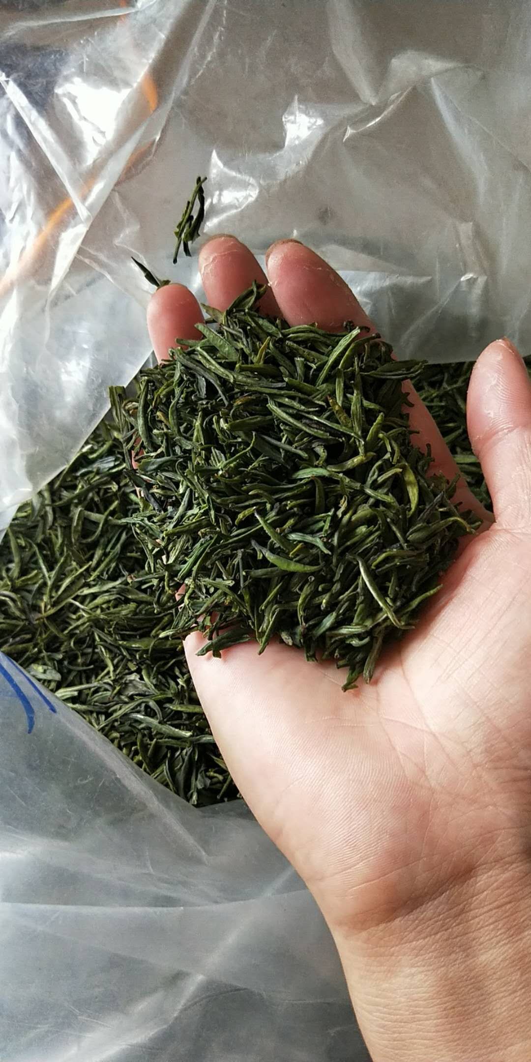 龍井茶圖片/龍井茶樣板圖 (2)