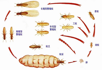 上門滅白蟻圖片/上門滅白蟻樣板圖 (3)