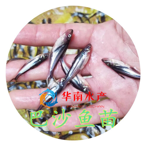 巴沙魚苗圖片