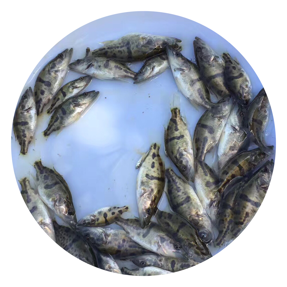 桂花魚苗圖片/桂花魚苗樣板圖 (4)