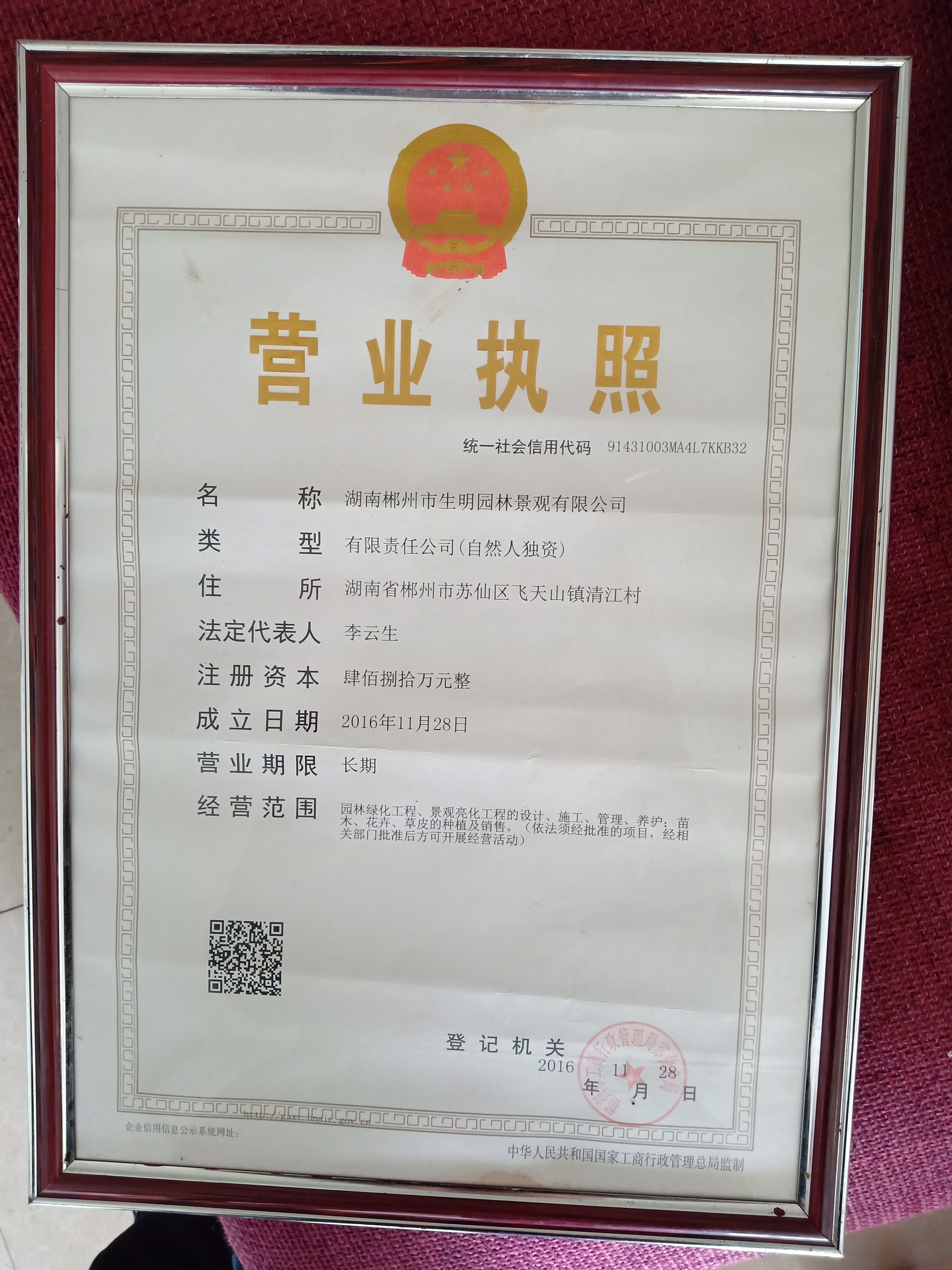 杜英苗圖片/杜英苗樣板圖 (3)
