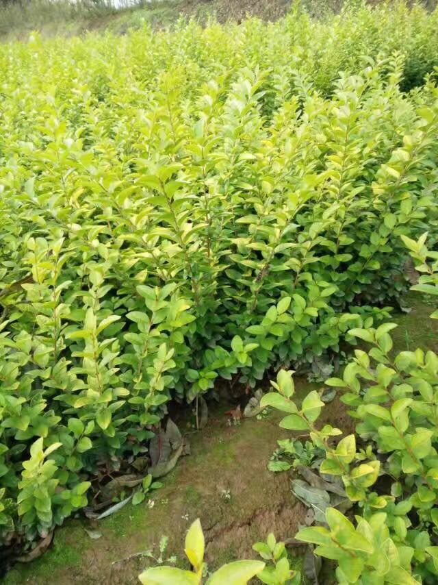 承接小區(qū)廠區(qū)學(xué)校等綠化工程及養(yǎng)護(hù)圖片/承接小區(qū)廠區(qū)學(xué)校等綠化工程及養(yǎng)護(hù)樣板圖 (2)
