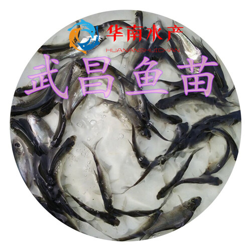 武昌魚圖片