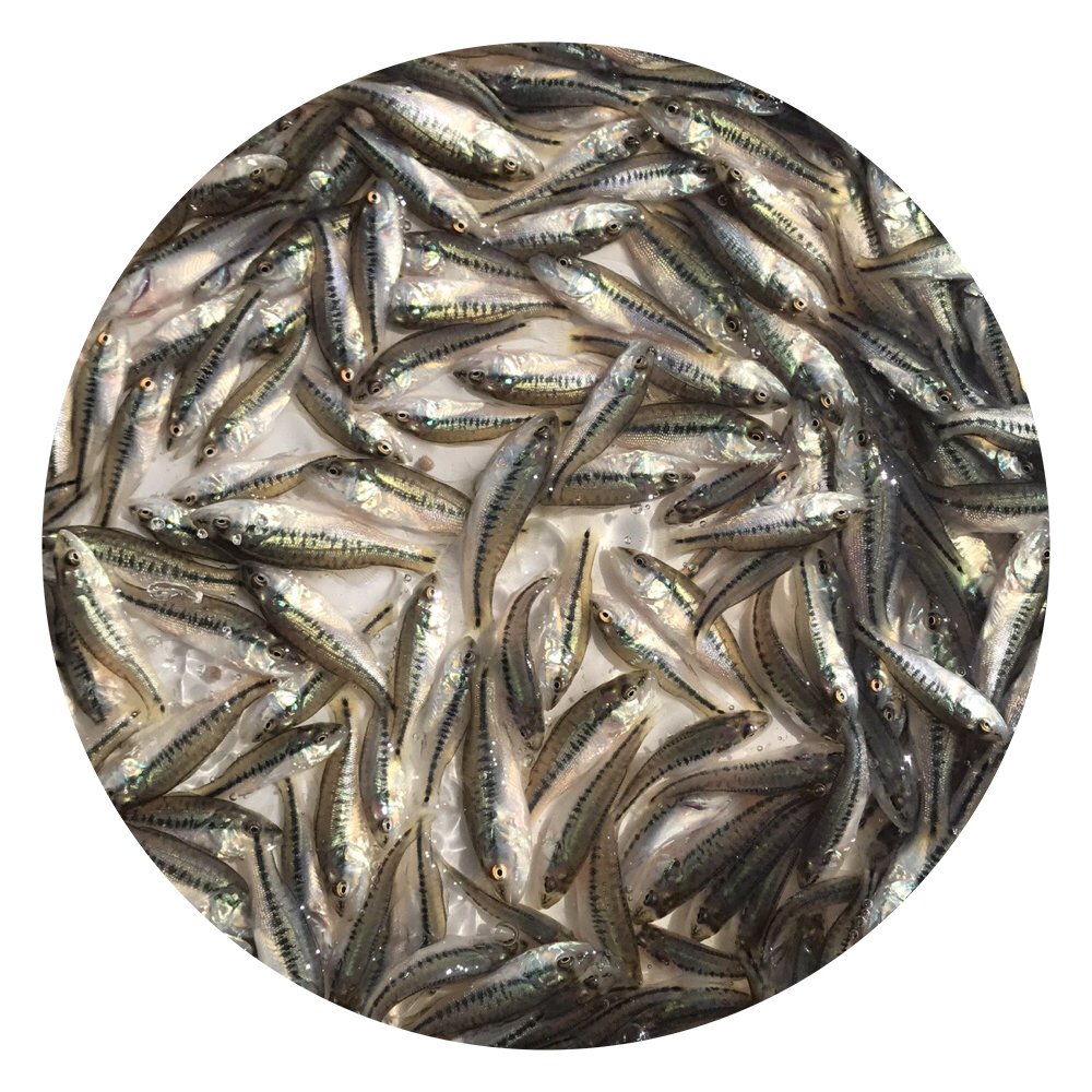 加州鱸魚圖片/加州鱸魚樣板圖 (4)
