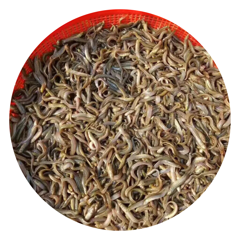 泥鰍魚苗圖片/泥鰍魚苗樣板圖 (3)