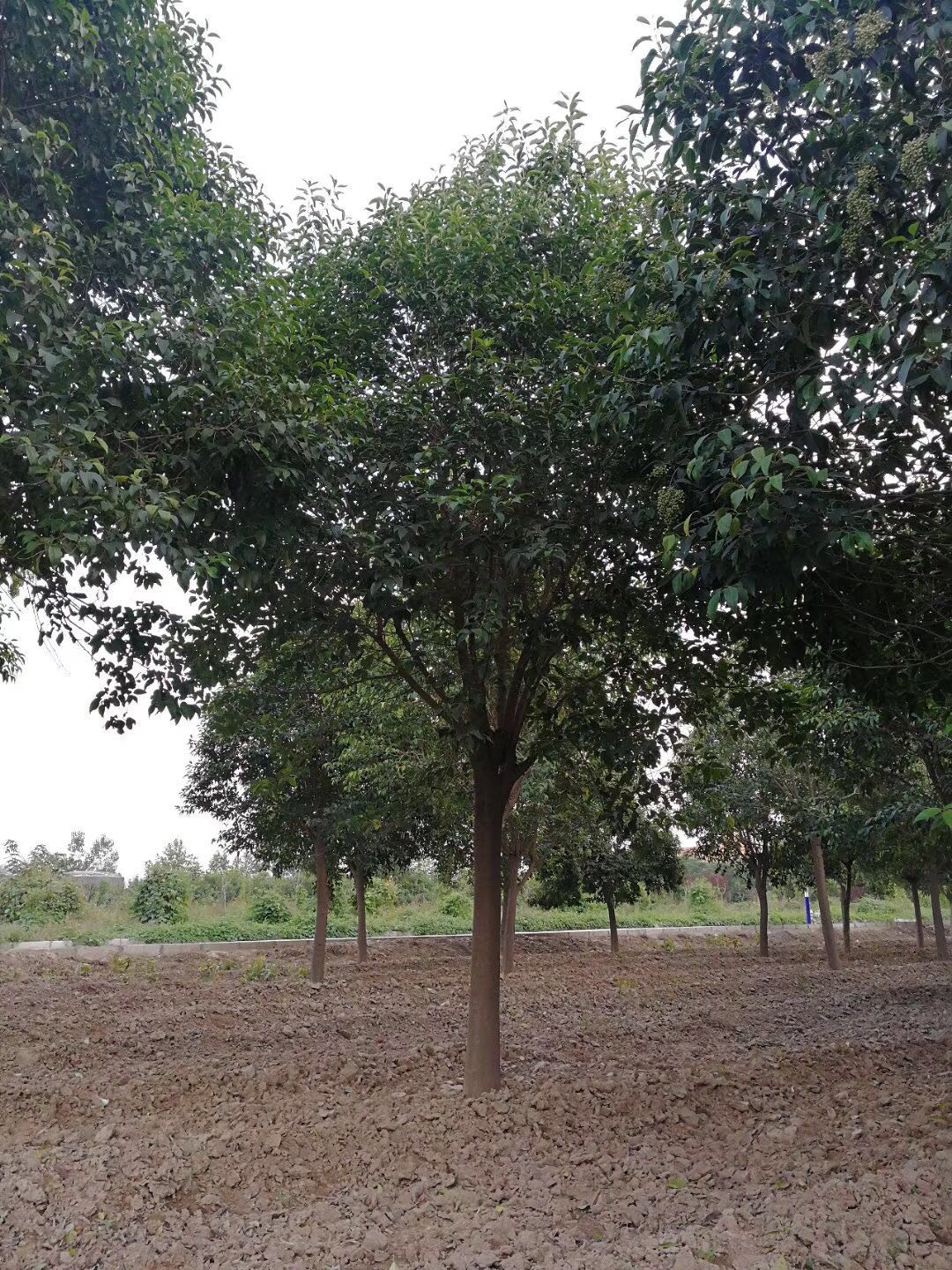 陜西西安綠化苗木銷售茶條槭法桐圖片