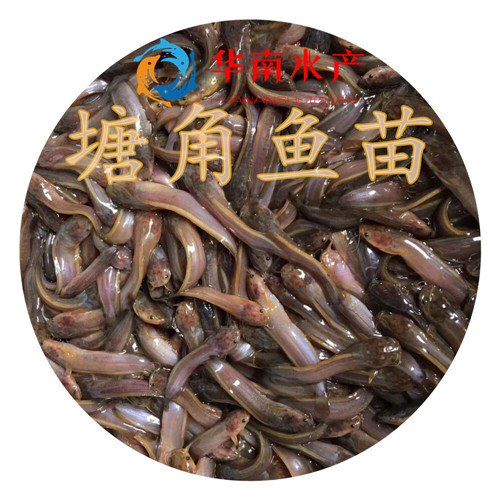 塘鲺,胡子鯰,本地塘鲺,塘角魚,塘角魚苗