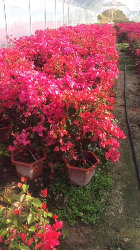 海口秀英三角梅基地圖片/?？谛阌⑷敲坊貥影鍒D (3)