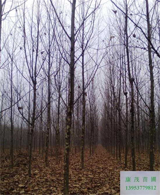 9公分法桐圖片/9公分法桐樣板圖 (2)