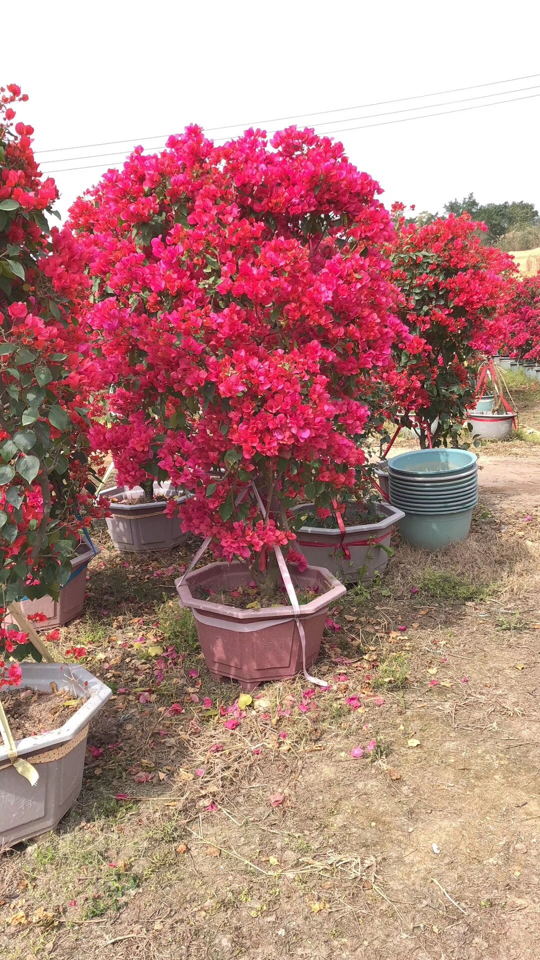 海南萬寧圖片/海南萬寧樣板圖 (4)