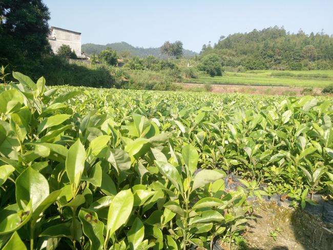 广州兄弟苗场供应醉香含笑苗多少钱一棵-广东广州醉香含笑小苗基地/厂家批发价格报价图片