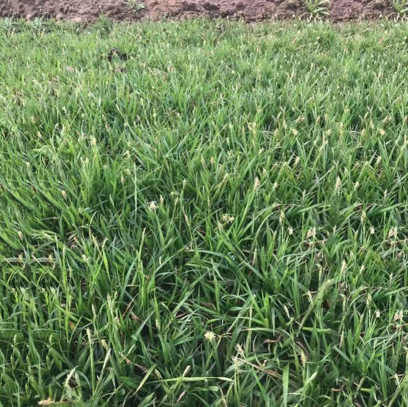 青绿苔草 崂峪苔草 基地直销 多年种植经验