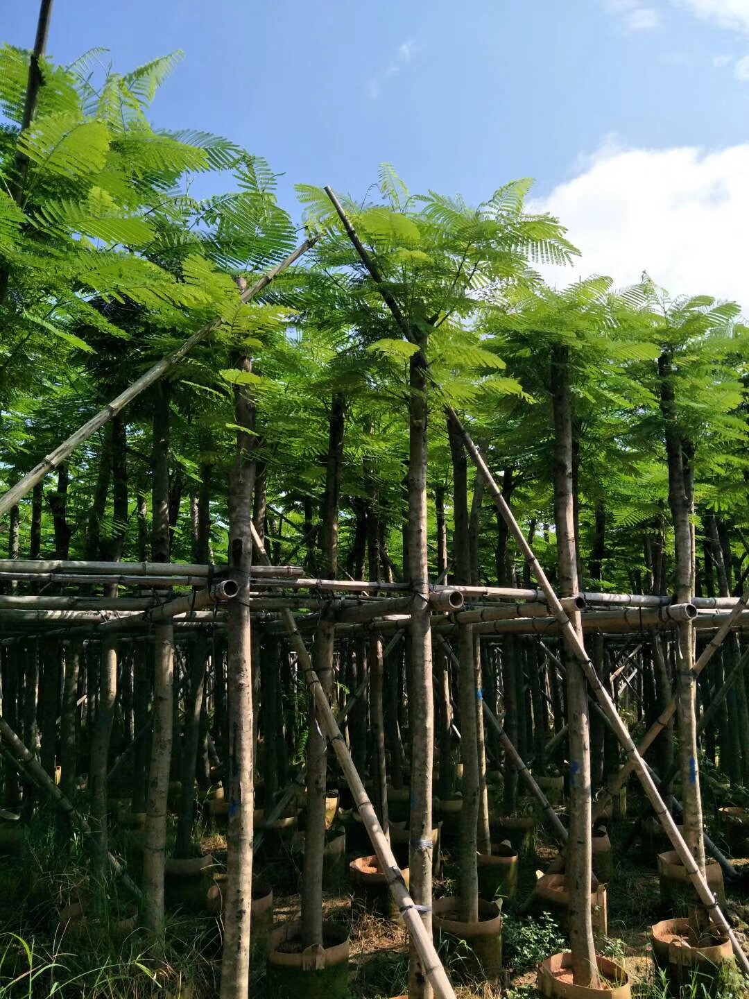 鳳凰木圖片/鳳凰木樣板圖 (2)