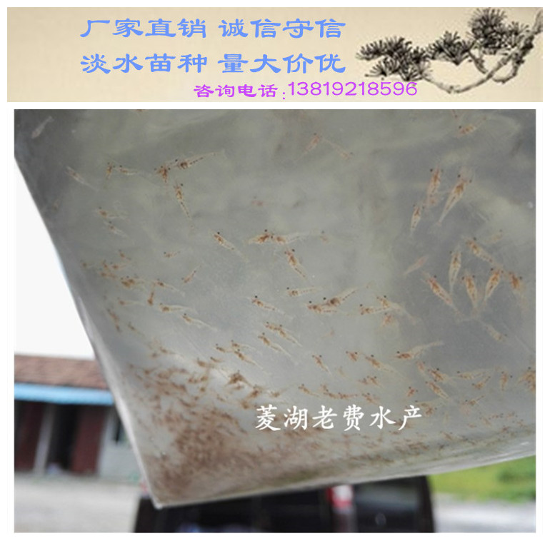 供應(yīng)云南羅氏沼蝦苗批發(fā) 云南羅氏沼蝦苗供應(yīng)