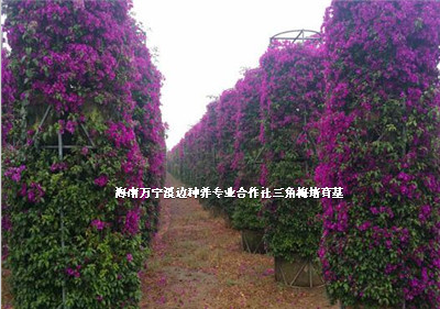 海南東方三角梅基地-海南東方三角梅價格-海南萬寧三角梅批發(fā)/廠家