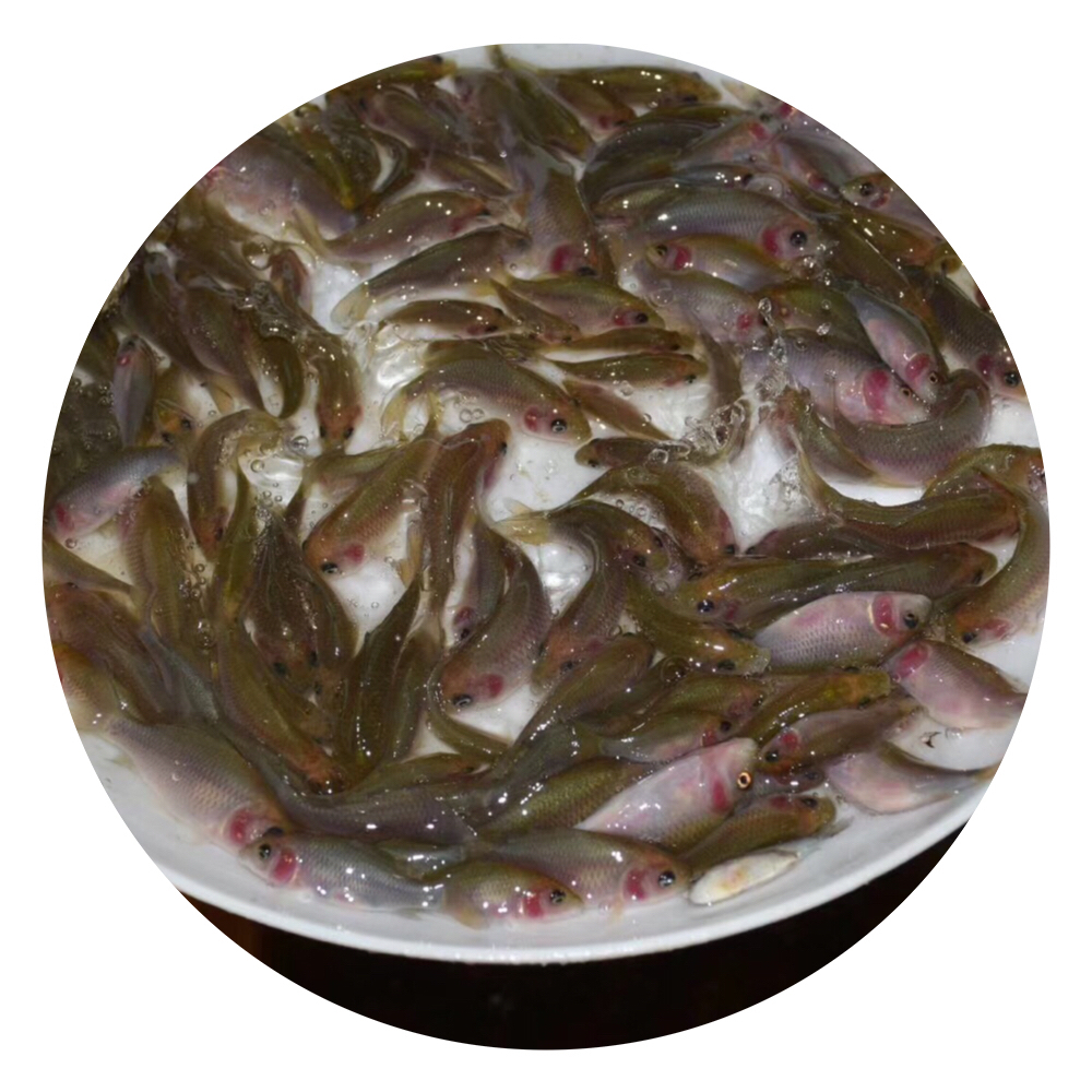 鯉魚苗圖片/鯉魚苗樣板圖 (3)