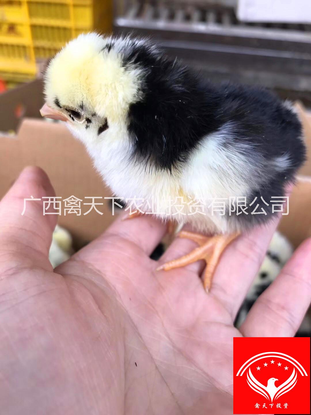 貴妃雞圖片/貴妃雞樣板圖 (4)