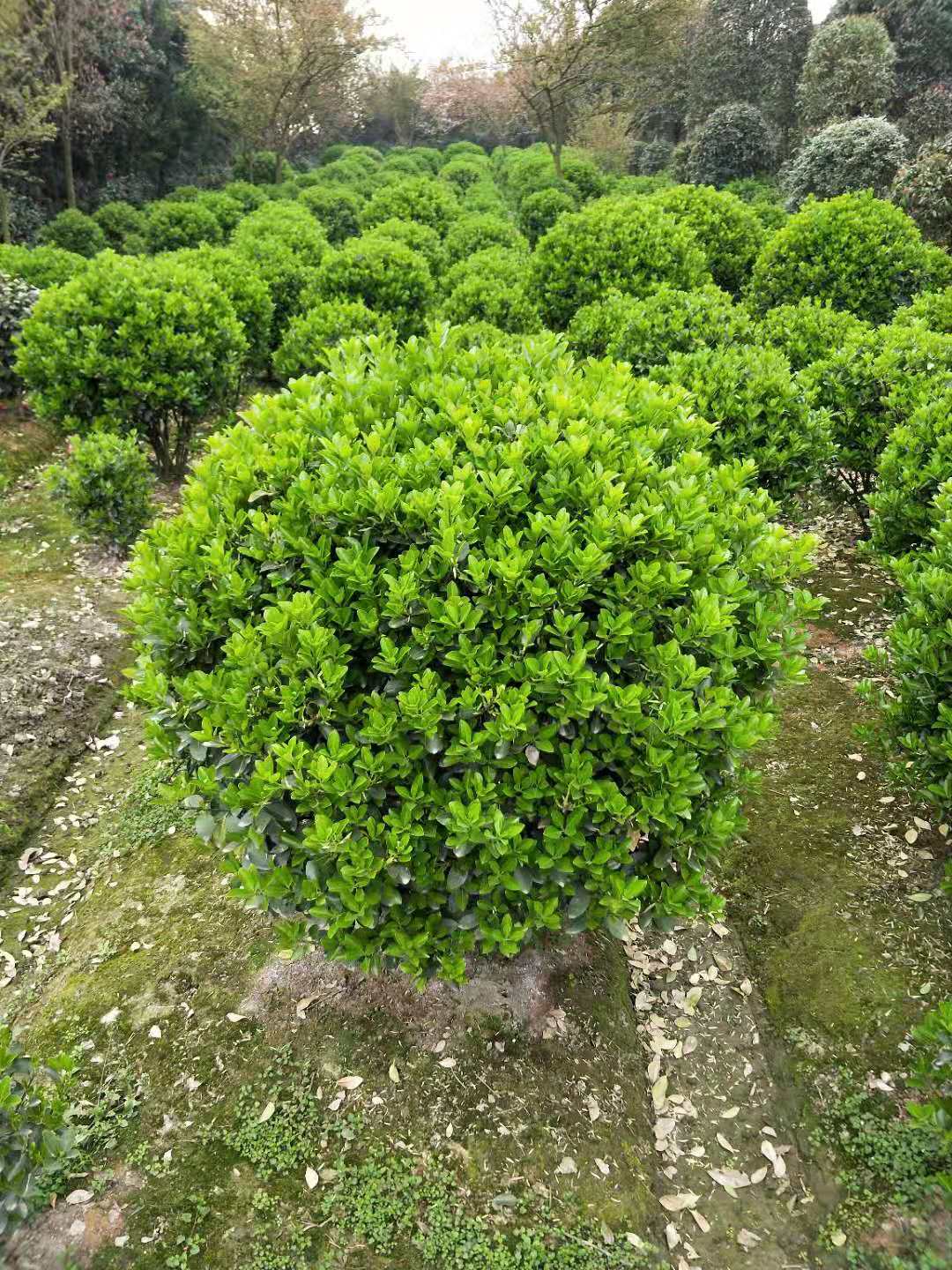 萬年青圖片/萬年青樣板圖 (2)