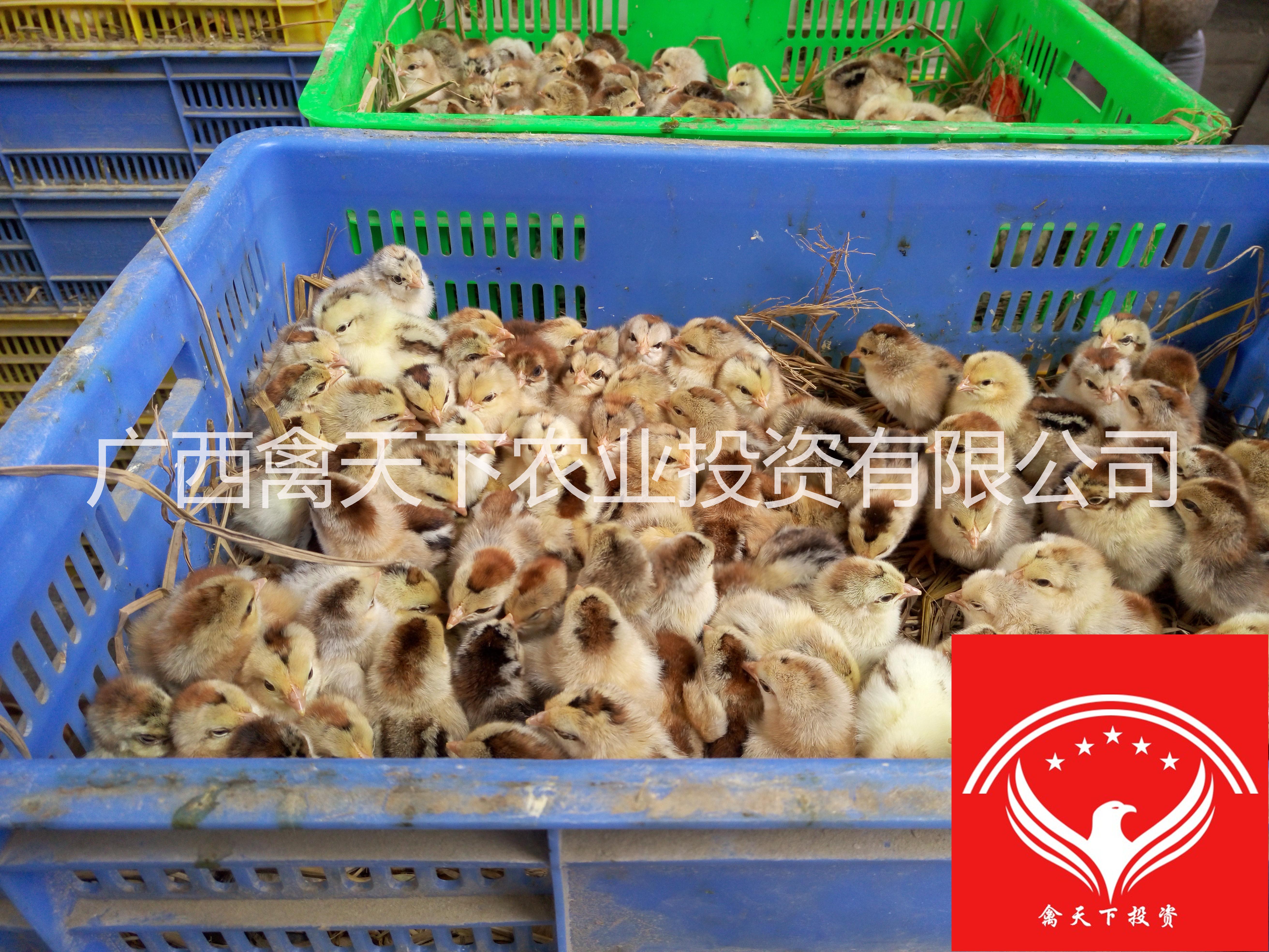 彩鳳圖片/彩鳳樣板圖 (4)