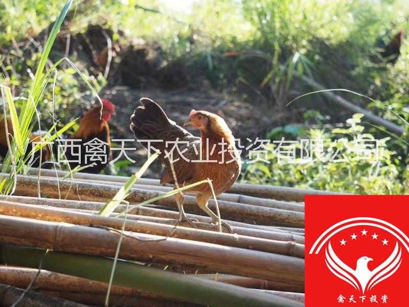 茶花雞圖片/茶花雞樣板圖 (2)