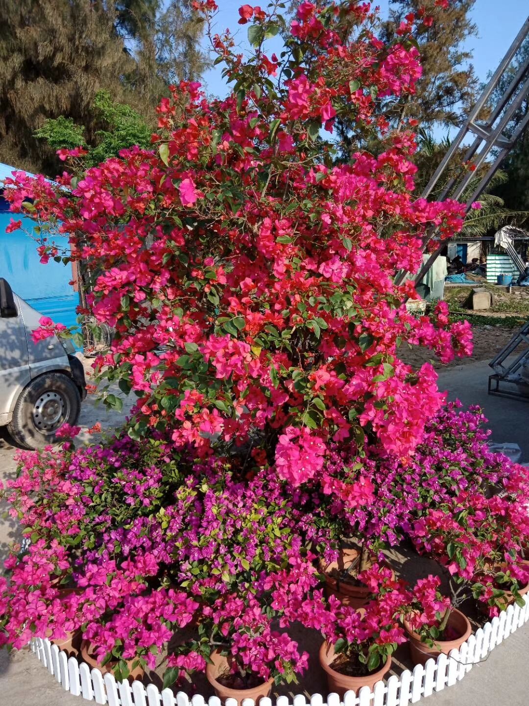 海南园林绿化-海口苗木花卉/绿化苗圃/海南三亚三角梅价格/海南海口三角梅批发/厂家