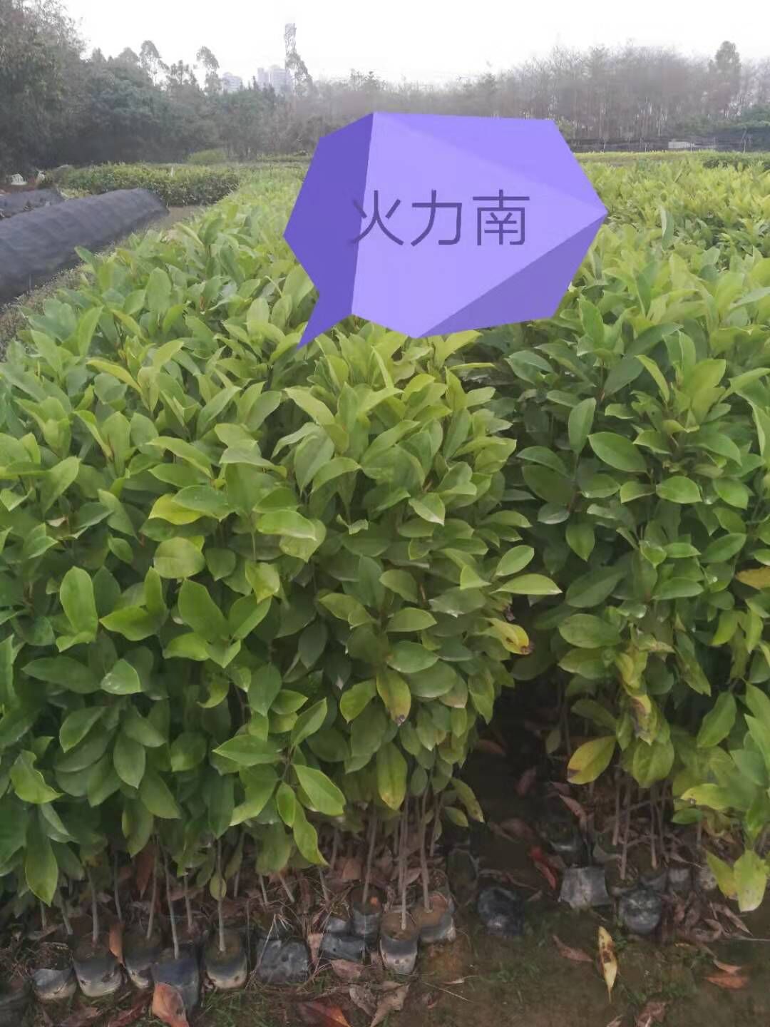 廣東廣州火力楠基地圖片