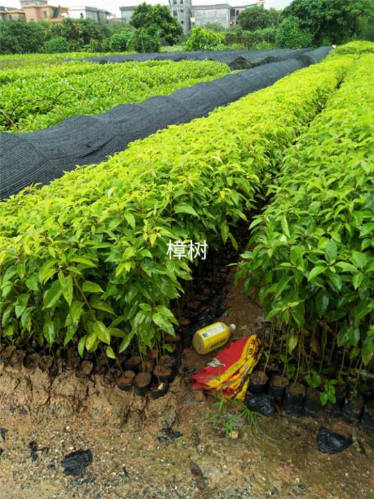 廣東廣州樟樹(shù)袋苗基地-廣東樟樹(shù)袋苗批發(fā)價(jià)格-廣州青山造林苗綠化苗場(chǎng)