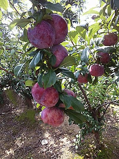 黑李子樹(shù)苗 黑霸王李子樹(shù)苗